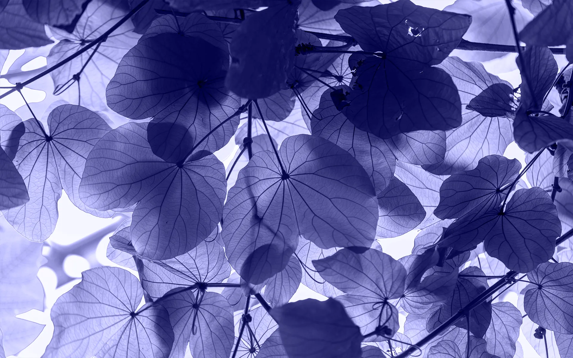 parallax background